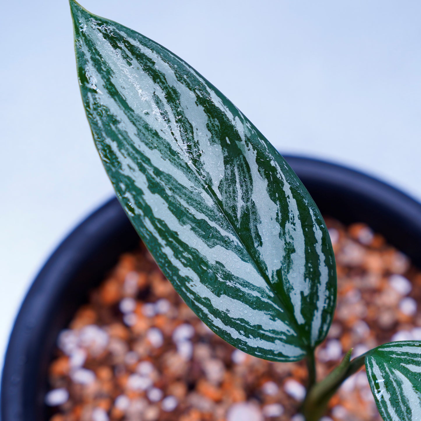 <カーティシー>Aglaonema Nitidum “Curtisii” UND220501