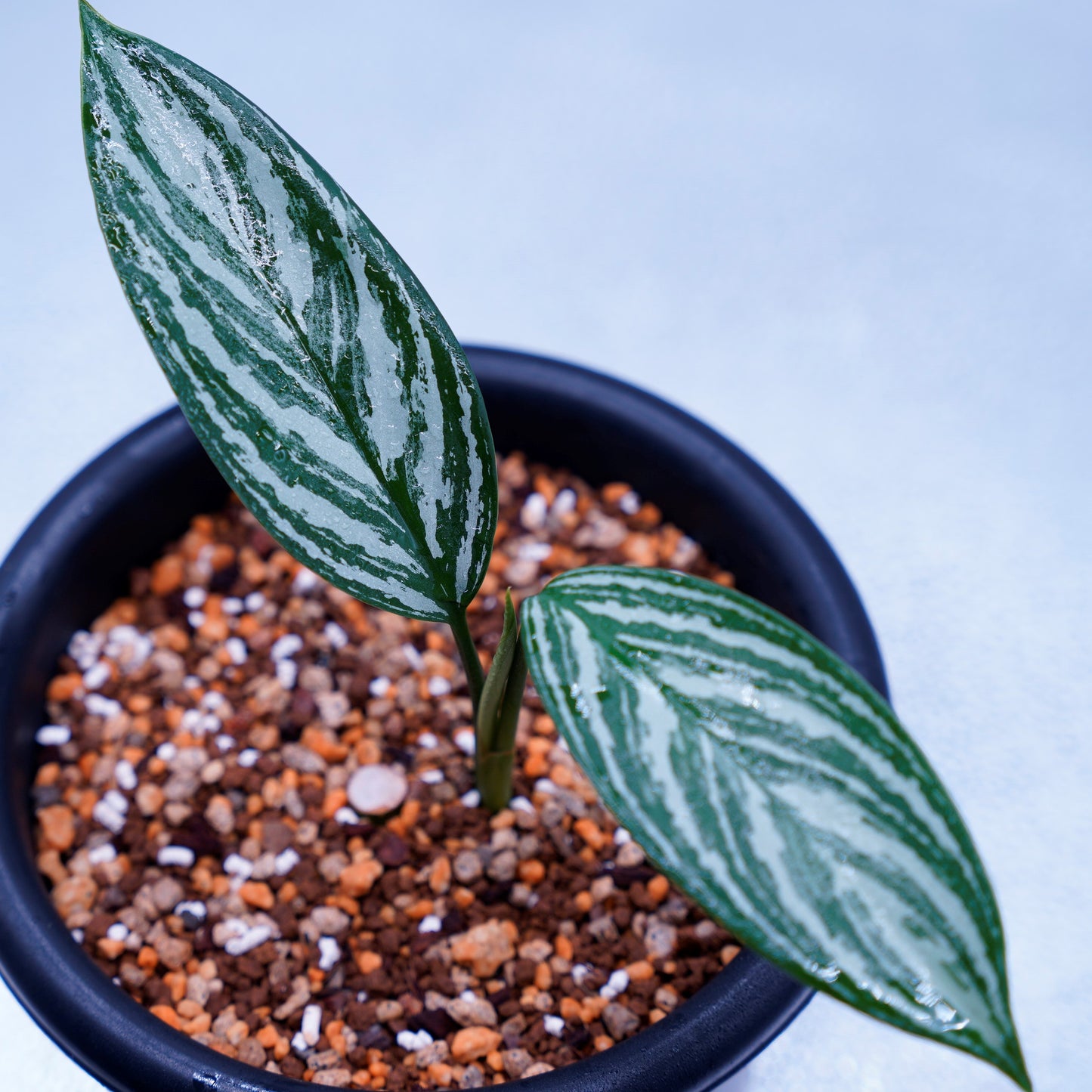 <カーティシー>Aglaonema Nitidum “Curtisii” UND220501