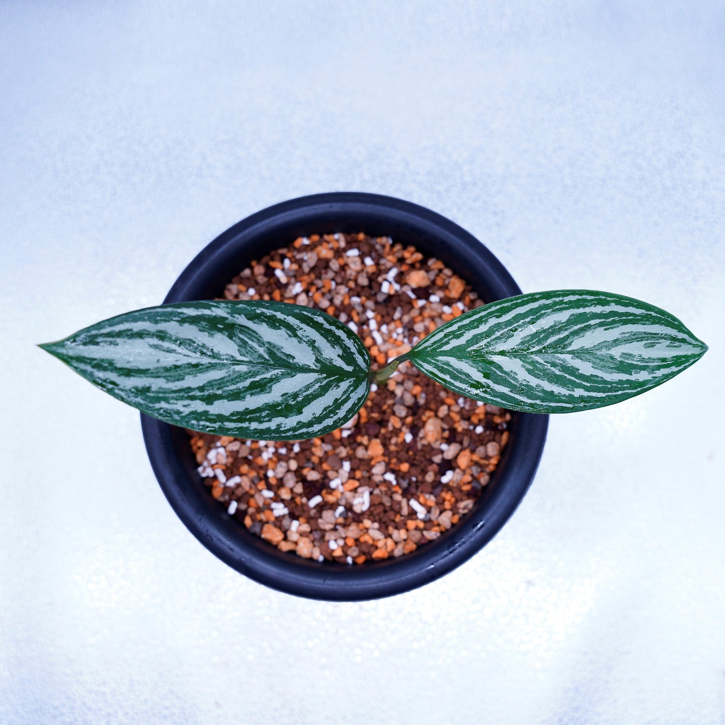 <カーティシー>Aglaonema Nitidum “Curtisii” UND220501