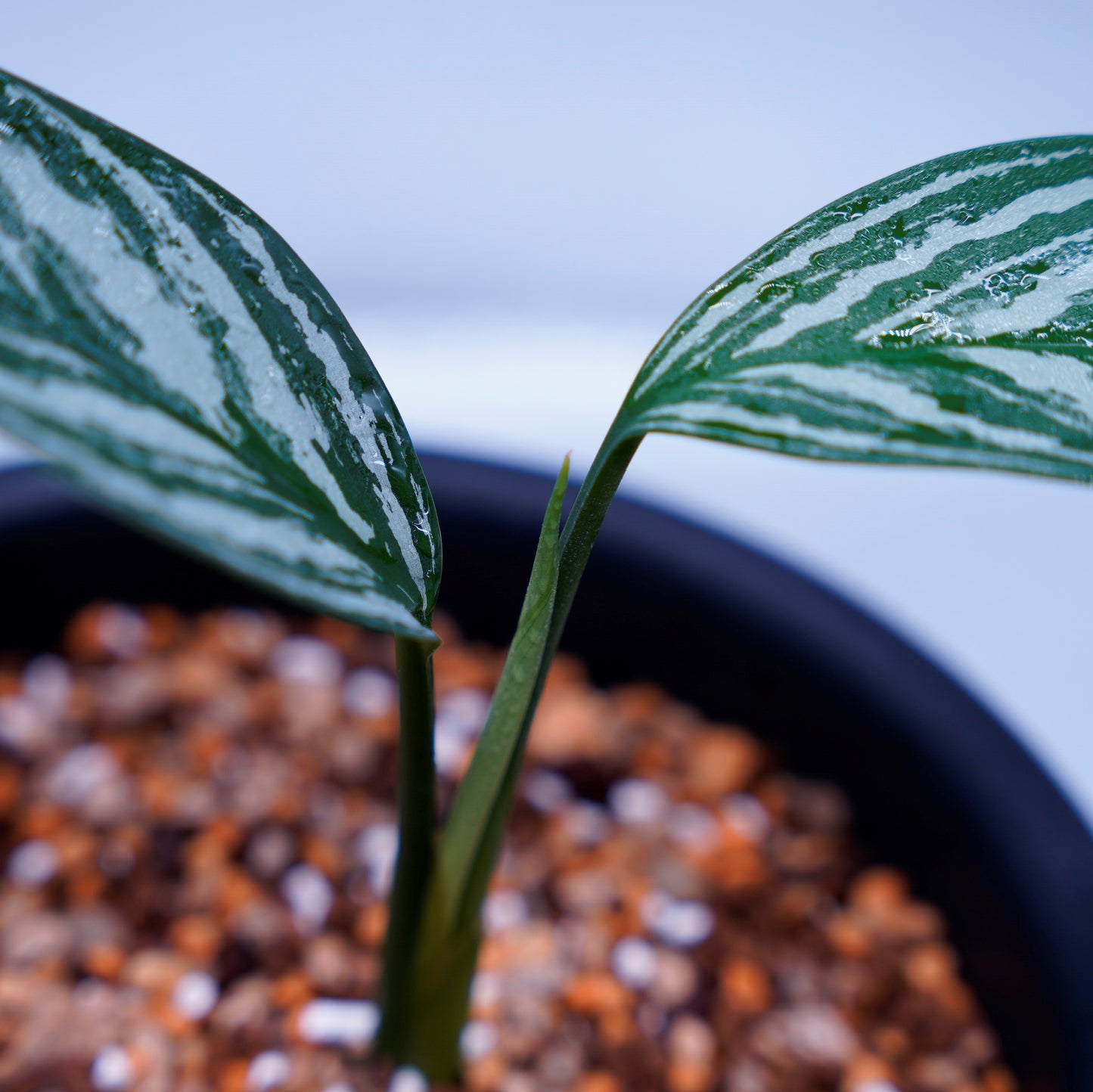 <カーティシー>Aglaonema Nitidum “Curtisii” UND220501