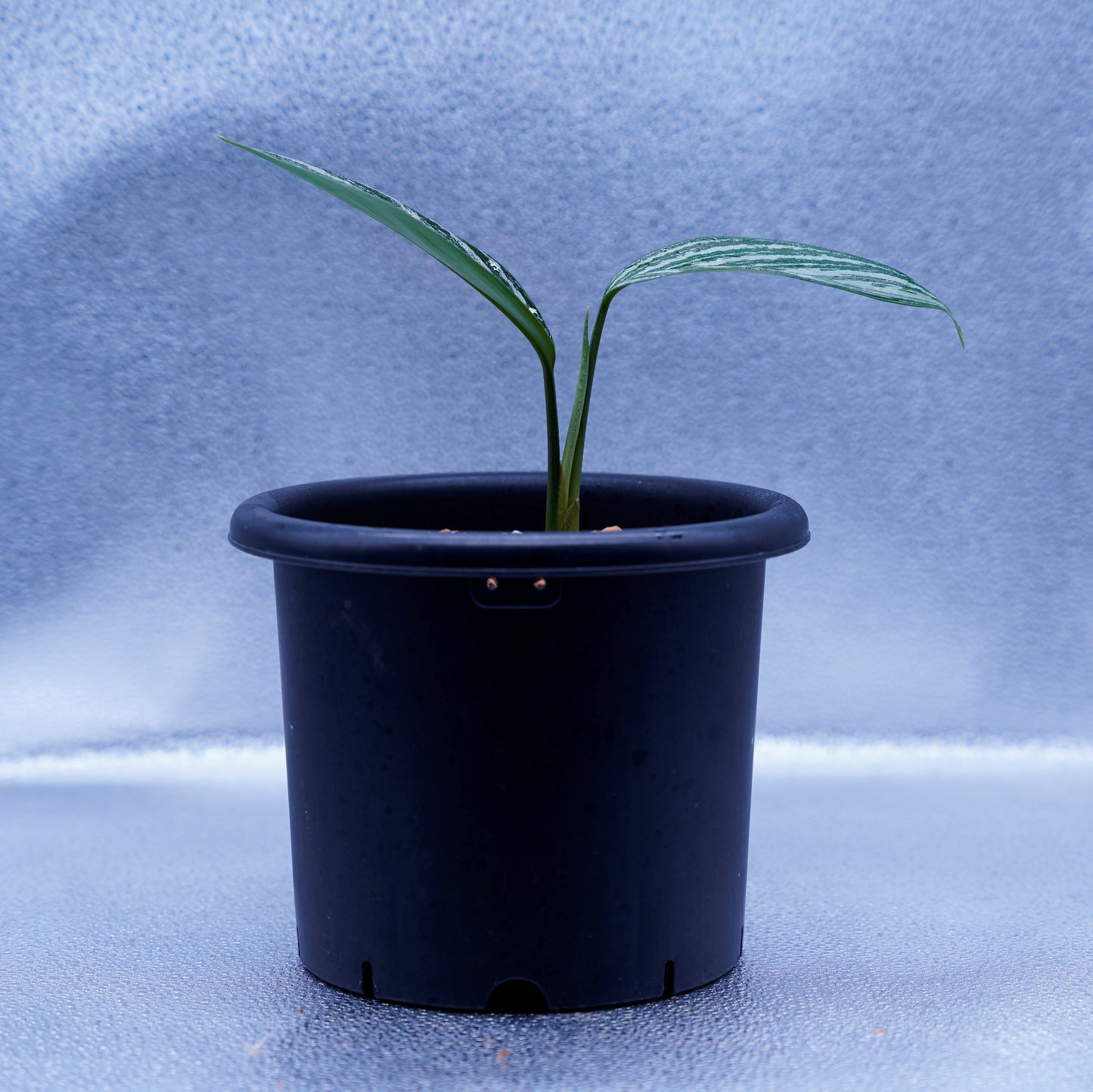 <カーティシー>Aglaonema Nitidum “Curtisii” UND220501