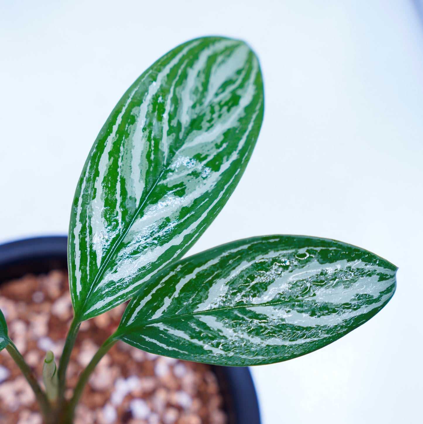 <カーティシー>Aglaonema Nitidum “Curtisii” UND220504