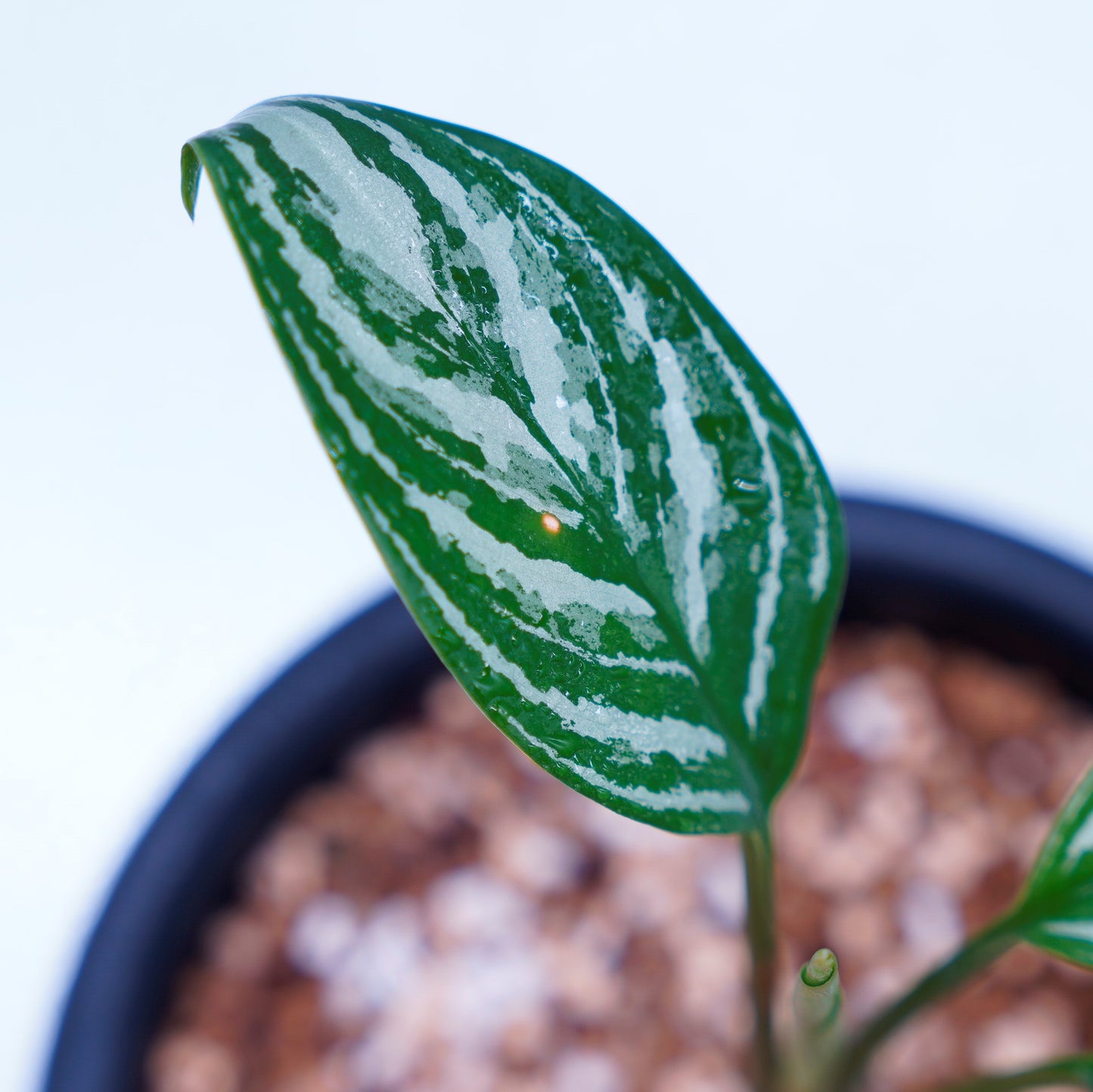 <カーティシー>Aglaonema Nitidum “Curtisii” UND220504