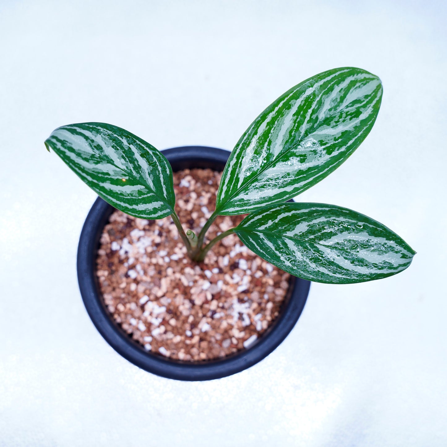 <カーティシー>Aglaonema Nitidum “Curtisii” UND220504