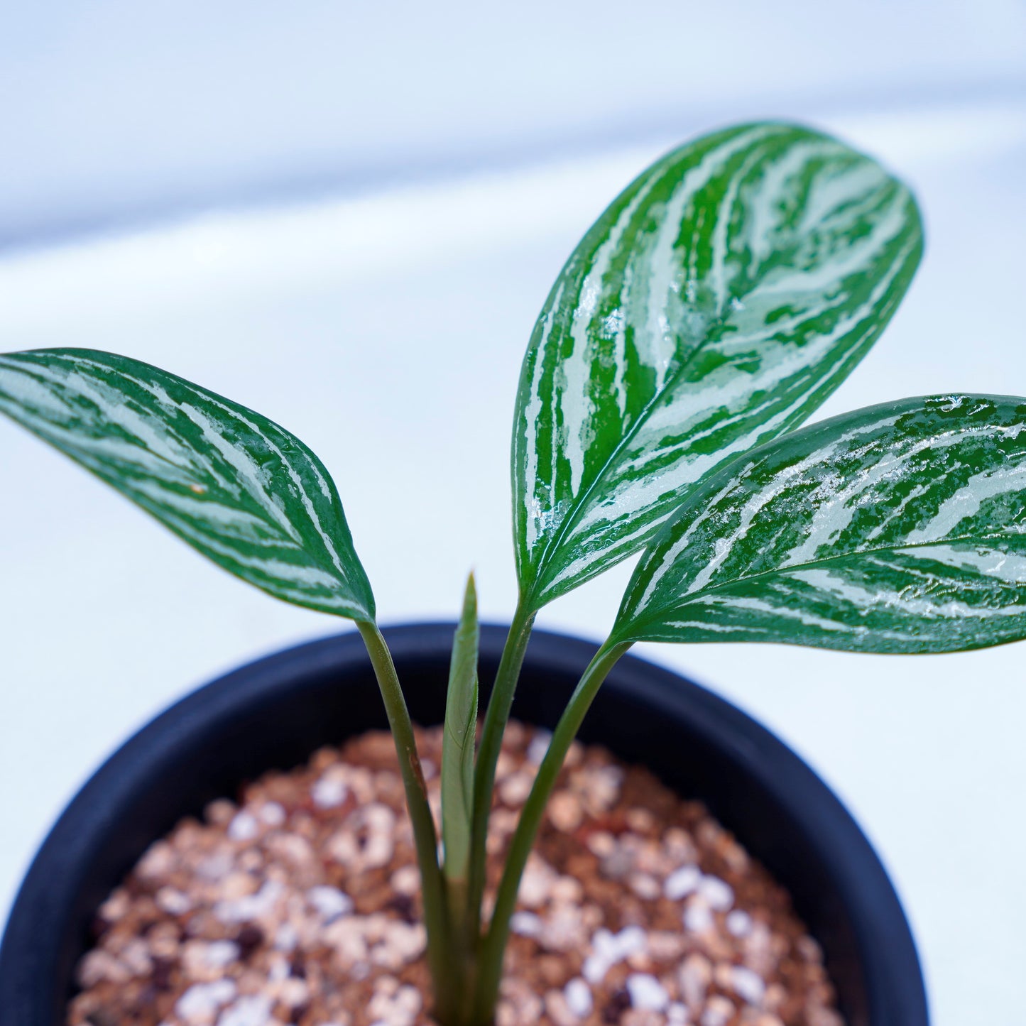 <カーティシー>Aglaonema Nitidum “Curtisii” UND220504