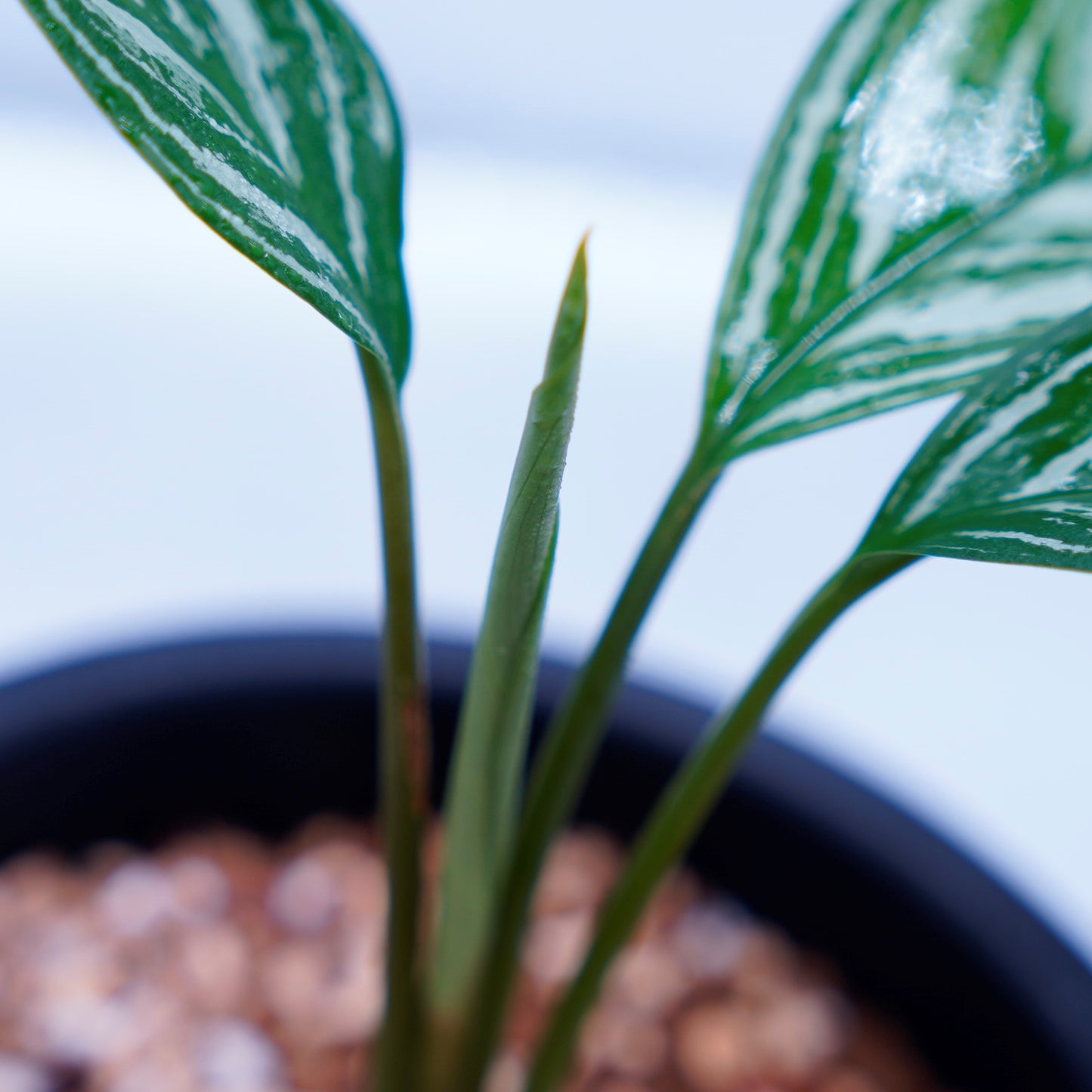 <カーティシー>Aglaonema Nitidum “Curtisii” UND220504