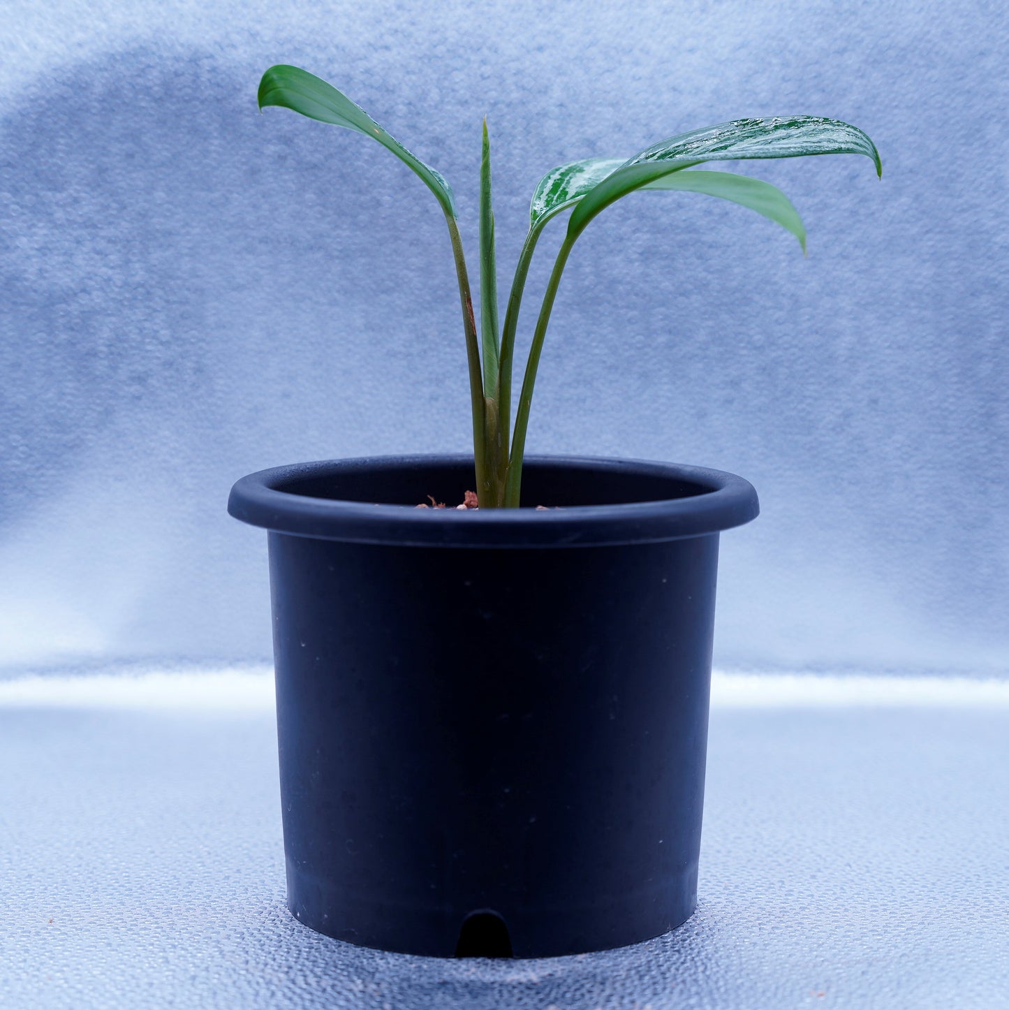 <カーティシー>Aglaonema Nitidum “Curtisii” UND220504