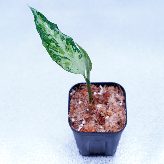 <TZ便>Aglaonema Pictum Tricolor 【T-291218-b-Y産地】