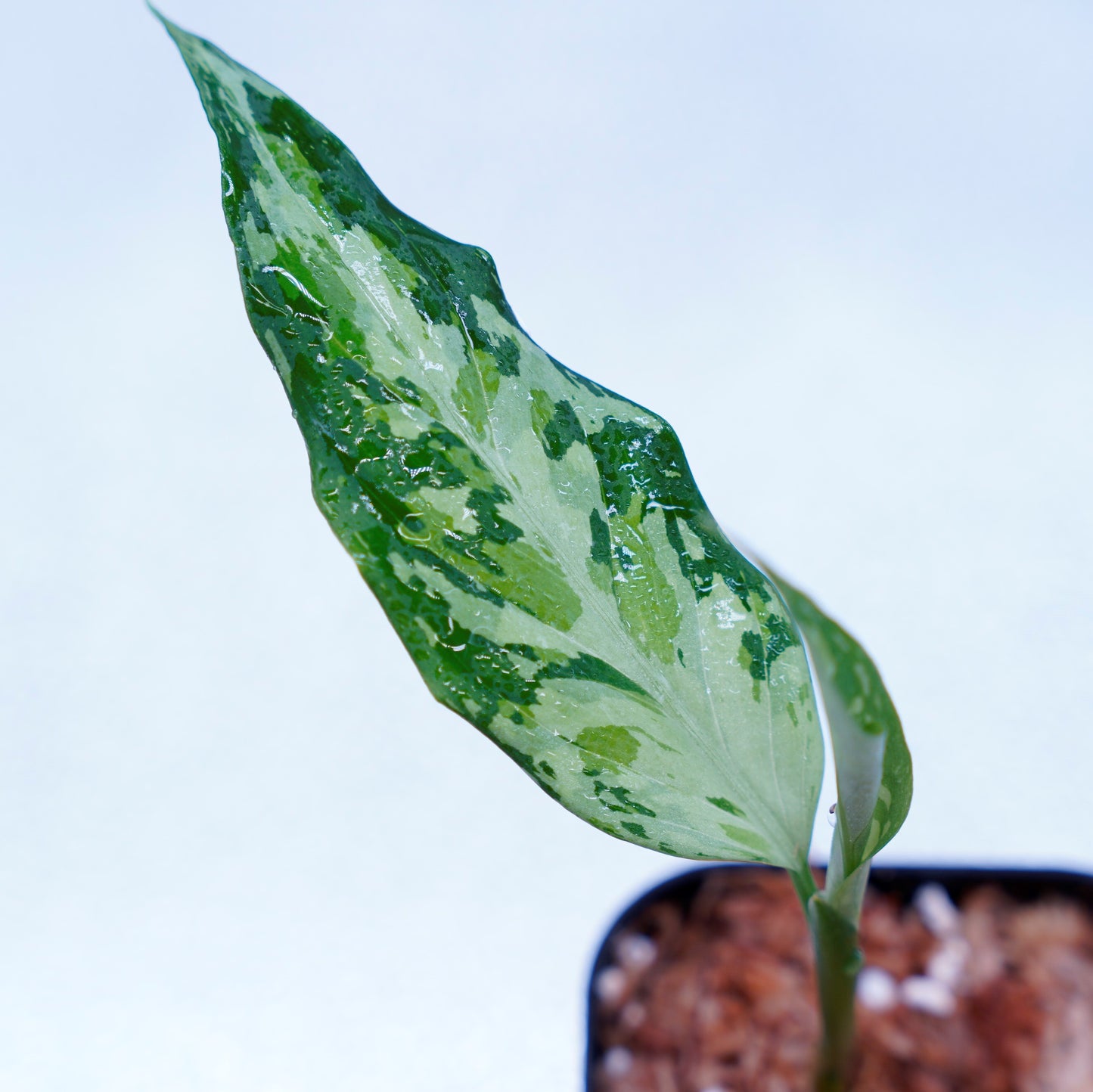<TZ便>Aglaonema Pictum Tricolor 【T-291218-b-Y産地】