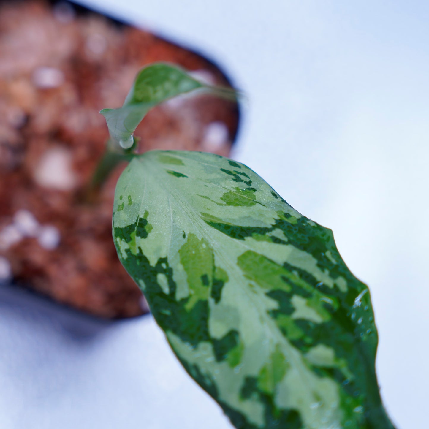 <TZ便>Aglaonema Pictum Tricolor 【T-291218-b-Y産地】