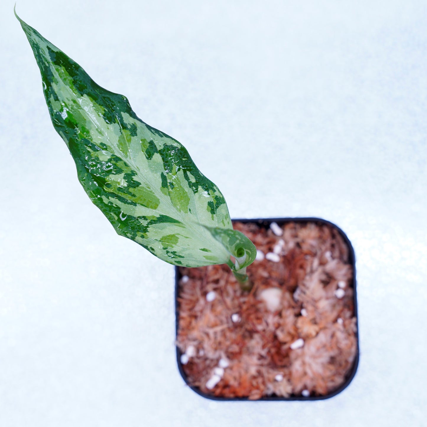 <TZ便>Aglaonema Pictum Tricolor 【T-291218-b-Y産地】