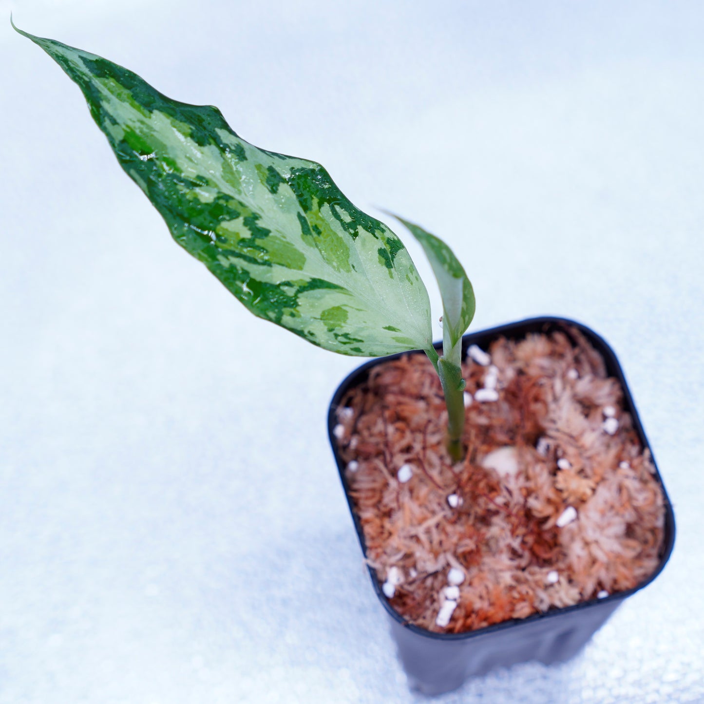 <TZ便>Aglaonema Pictum Tricolor 【T-291218-b-Y産地】