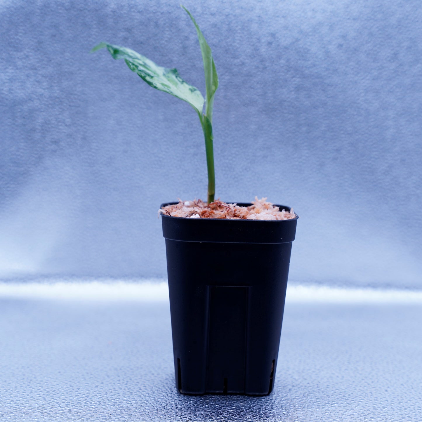 <TZ便>Aglaonema Pictum Tricolor 【T-291218-b-Y産地】