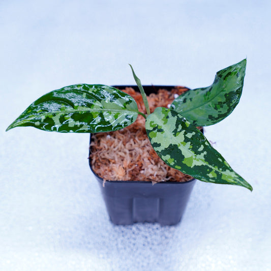 <オリジナル>Aglaonema Pictum Tricolor UND “FINNA”