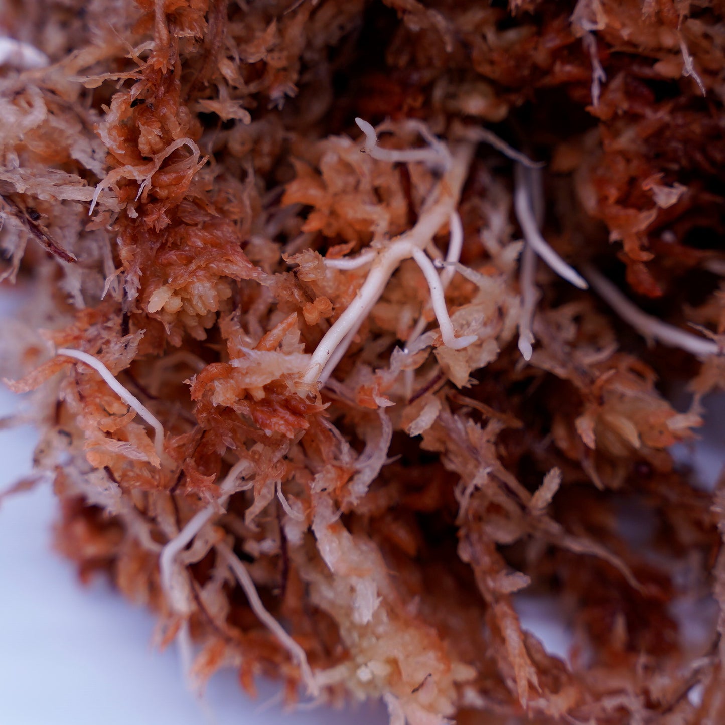 <オリジナル>Aglaonema Pictum Tricolor UND “FINNA”