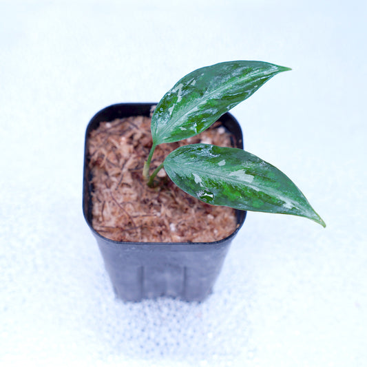 <オリジナル>Aglaonema Pictum Multicolor UND “NUBIAN”