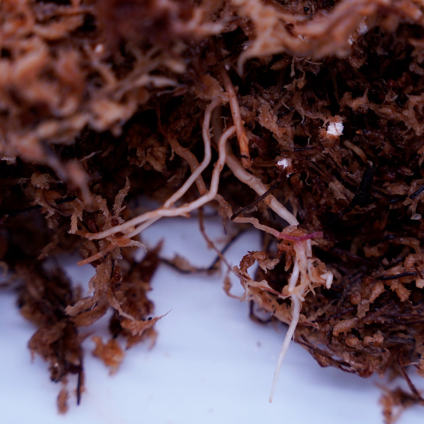 <オリジナル>Aglaonema Pictum Multicolor UND “NUBIAN”