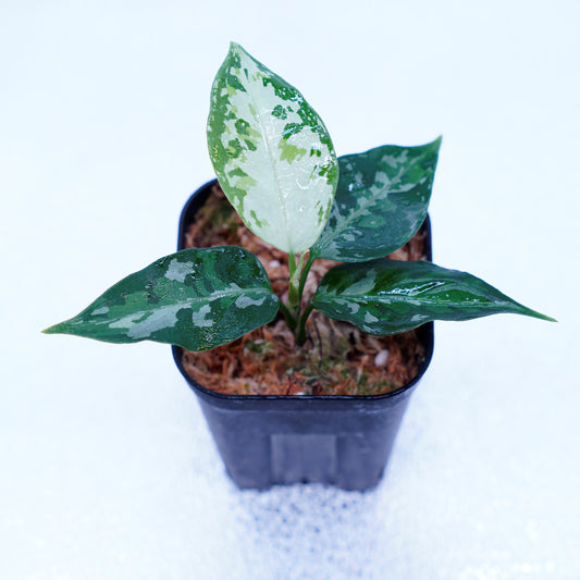<TZ便>Aglaonema Pictum Tricolor 【T-131220-b-6】丸葉タイプ