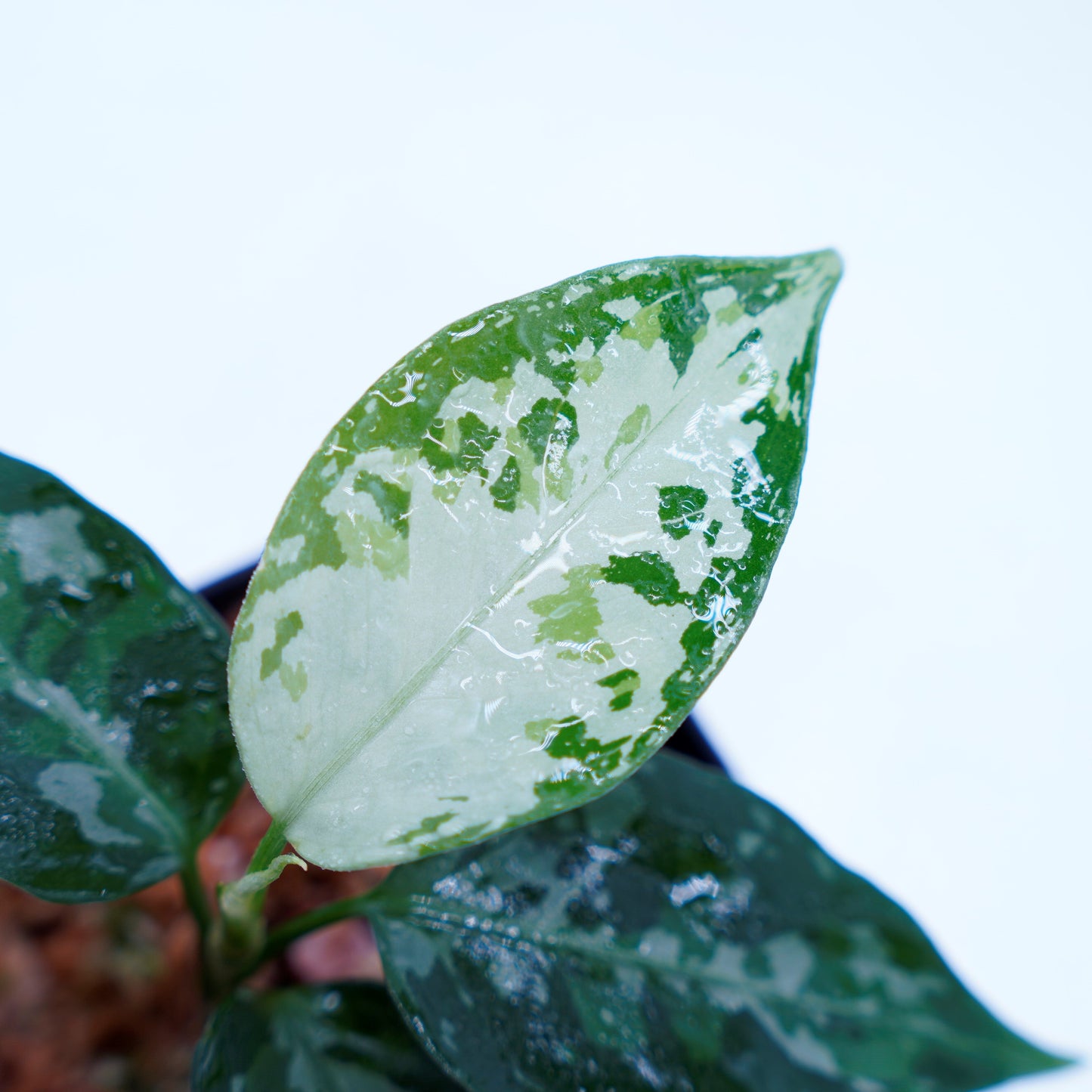 <TZ便>Aglaonema Pictum Tricolor 【T-131220-b-6】丸葉タイプ
