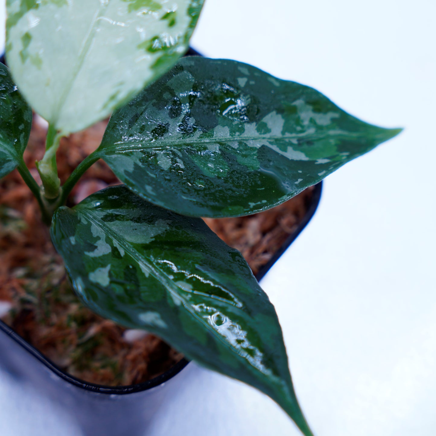 <TZ便>Aglaonema Pictum Tricolor 【T-131220-b-6】丸葉タイプ