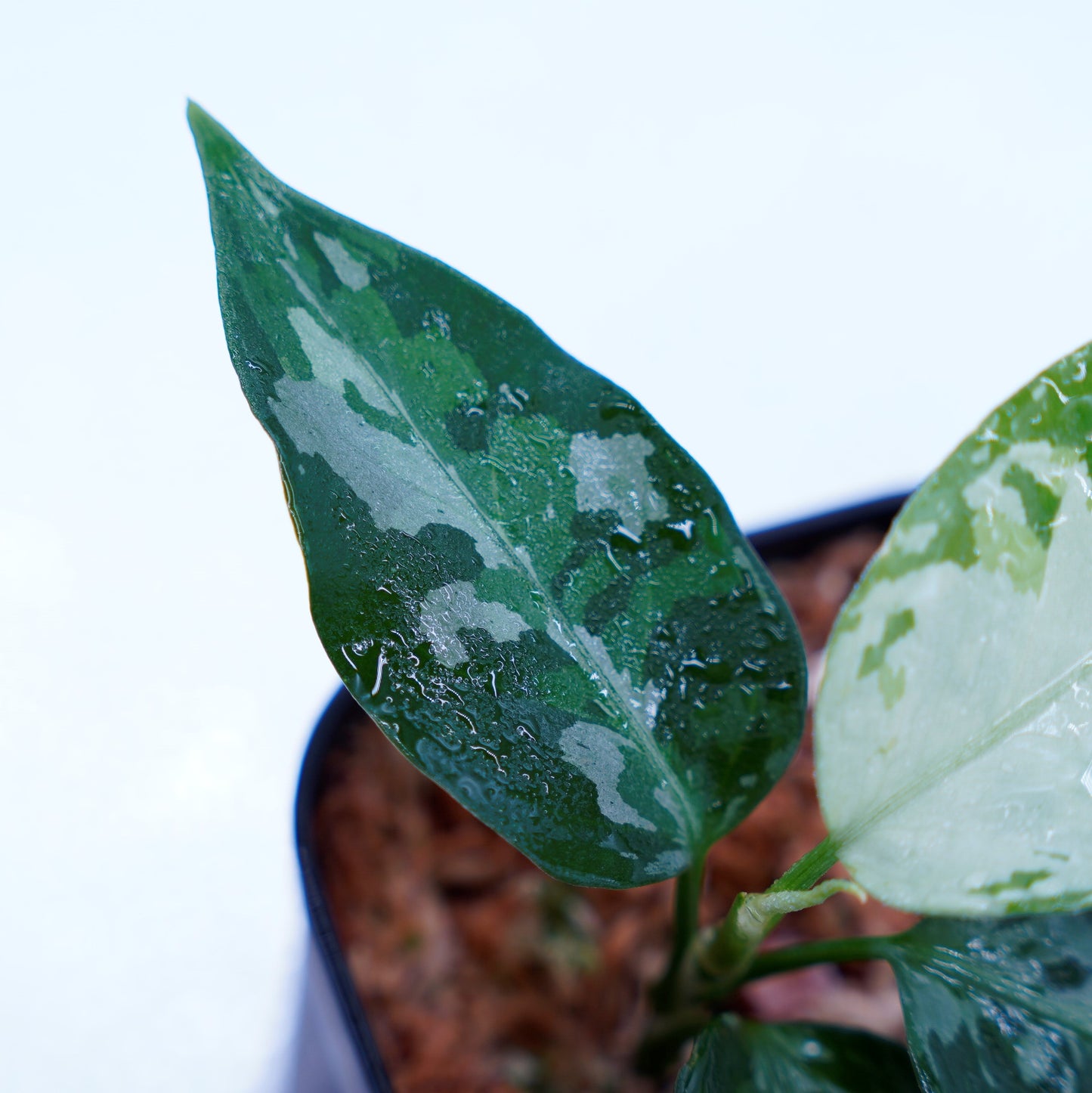 <TZ便>Aglaonema Pictum Tricolor 【T-131220-b-6】丸葉タイプ