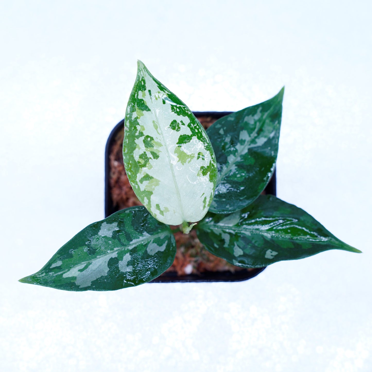 <TZ便>Aglaonema Pictum Tricolor 【T-131220-b-6】丸葉タイプ
