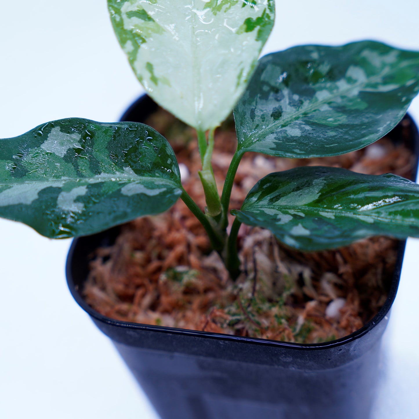 <TZ便>Aglaonema Pictum Tricolor 【T-131220-b-6】丸葉タイプ