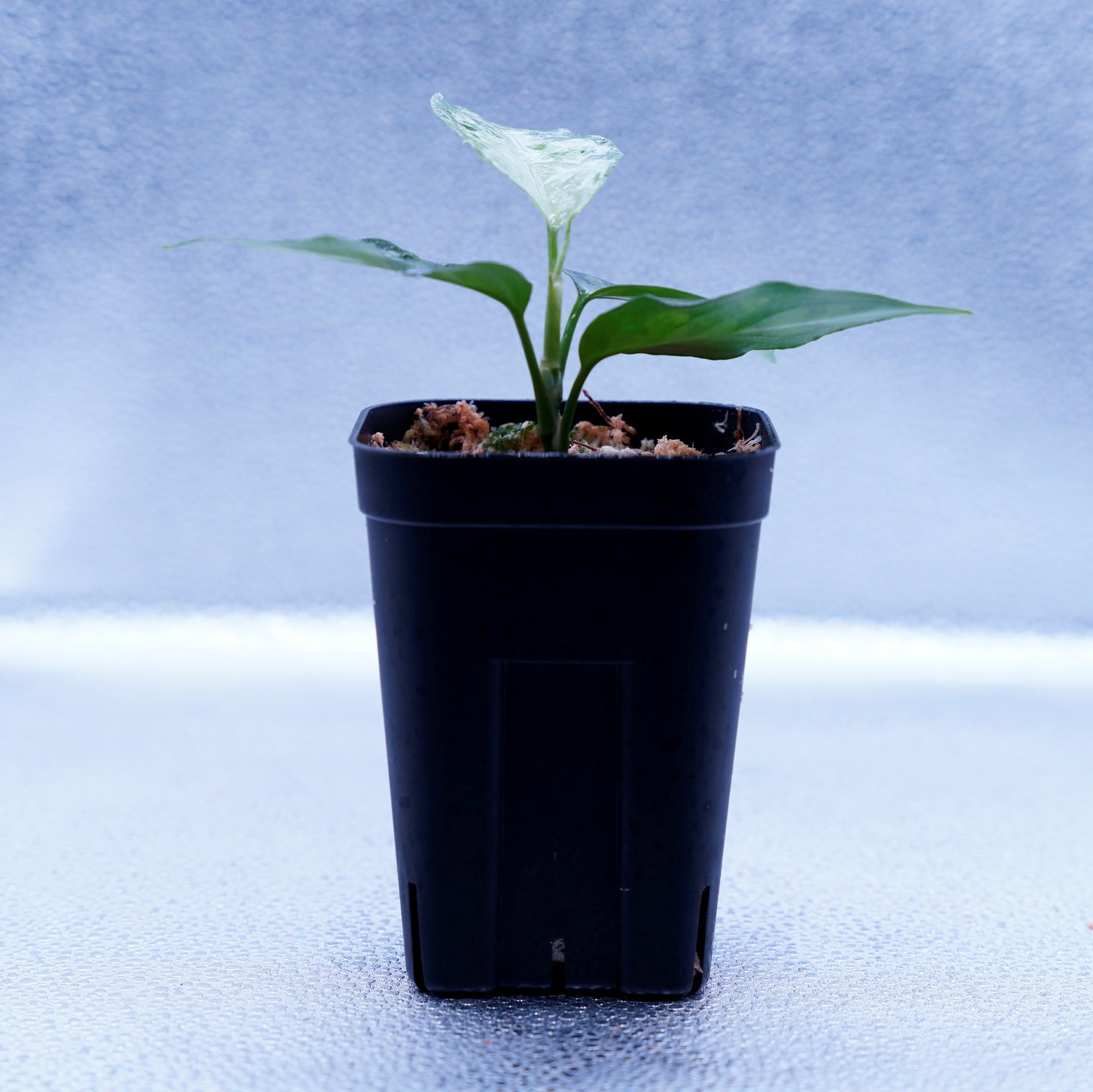<TZ便>Aglaonema Pictum Tricolor 【T-131220-b-6】丸葉タイプ