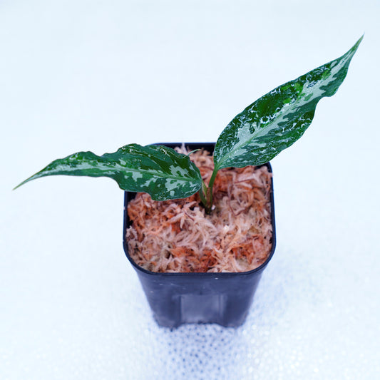<オリジナル>Aglaonema Pictum Tricolor UND “HUNKY”
