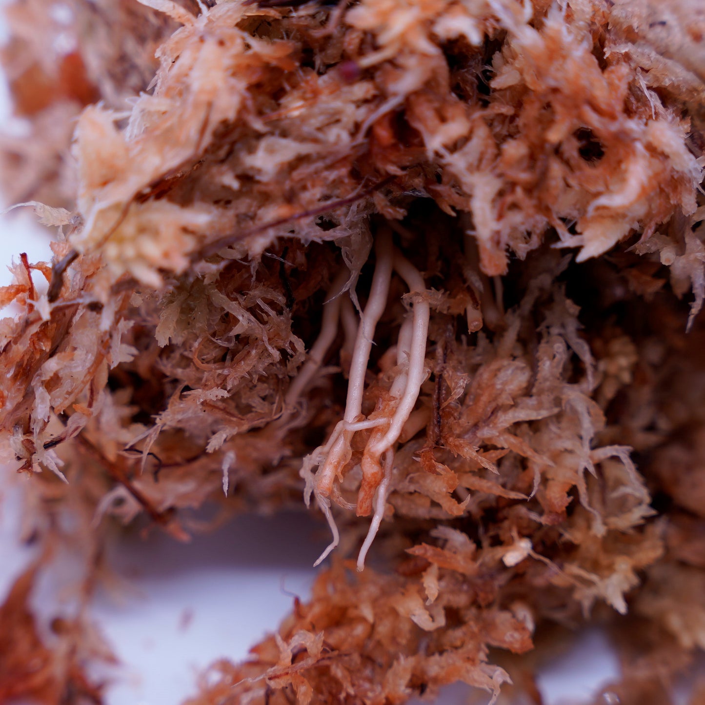 <オリジナル>Aglaonema Pictum Tricolor UND “HUNKY”