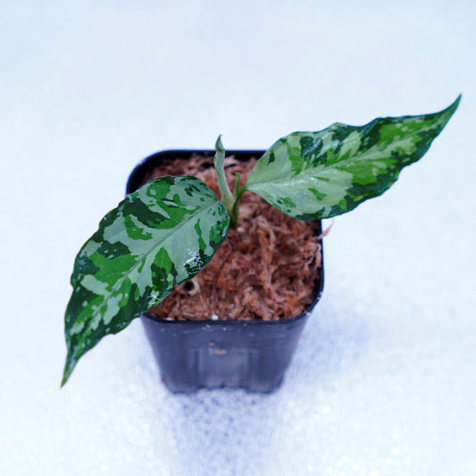 <TZ便>Aglaonema Pictum Aceh Tricolor【T-021019-b-4】