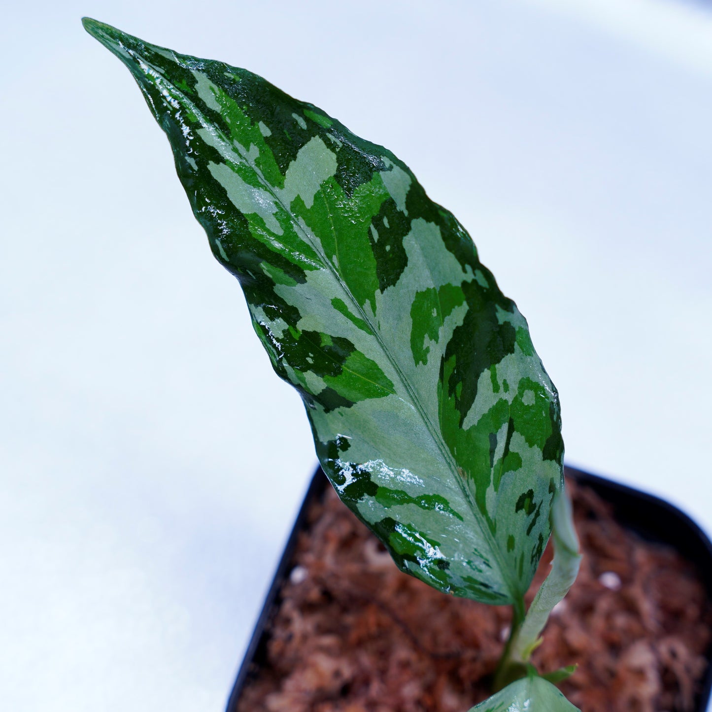 <TZ便>Aglaonema Pictum Aceh Tricolor【T-021019-b-4】