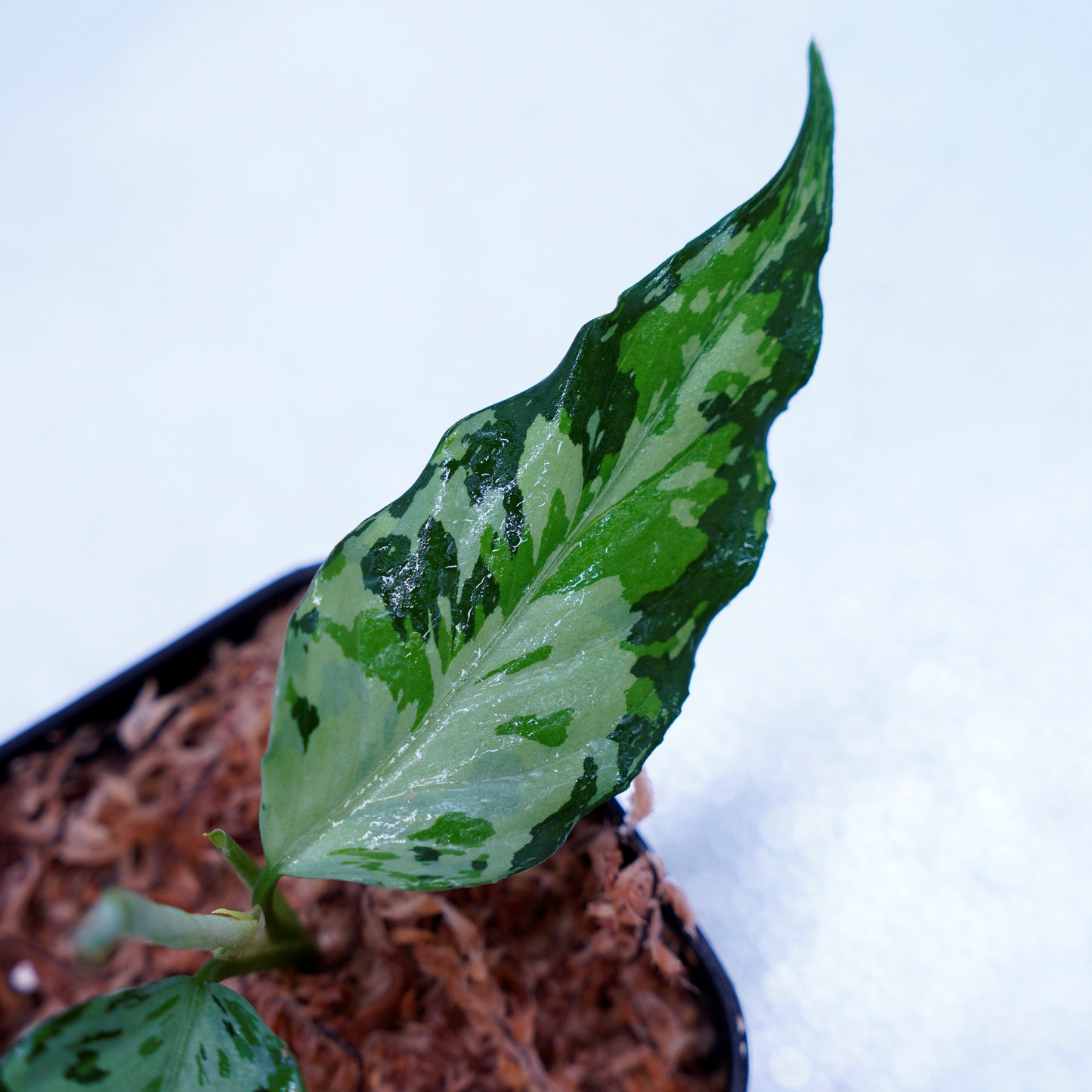 <TZ便>Aglaonema Pictum Aceh Tricolor【T-021019-b-4】