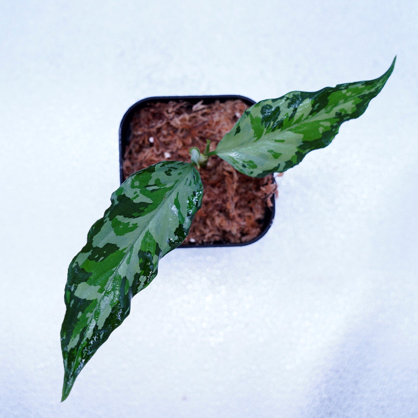 <TZ便>Aglaonema Pictum Aceh Tricolor【T-021019-b-4】
