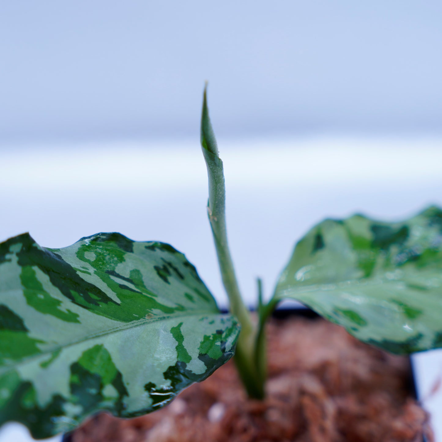 <TZ便>Aglaonema Pictum Aceh Tricolor【T-021019-b-4】