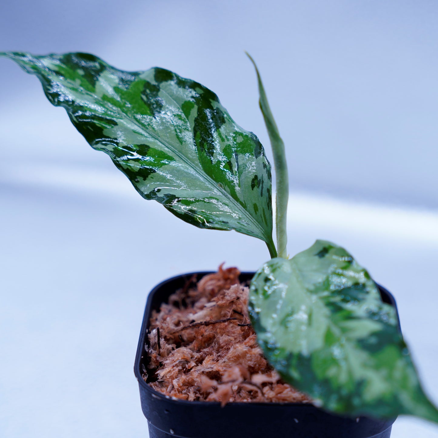 <TZ便>Aglaonema Pictum Aceh Tricolor【T-021019-b-4】