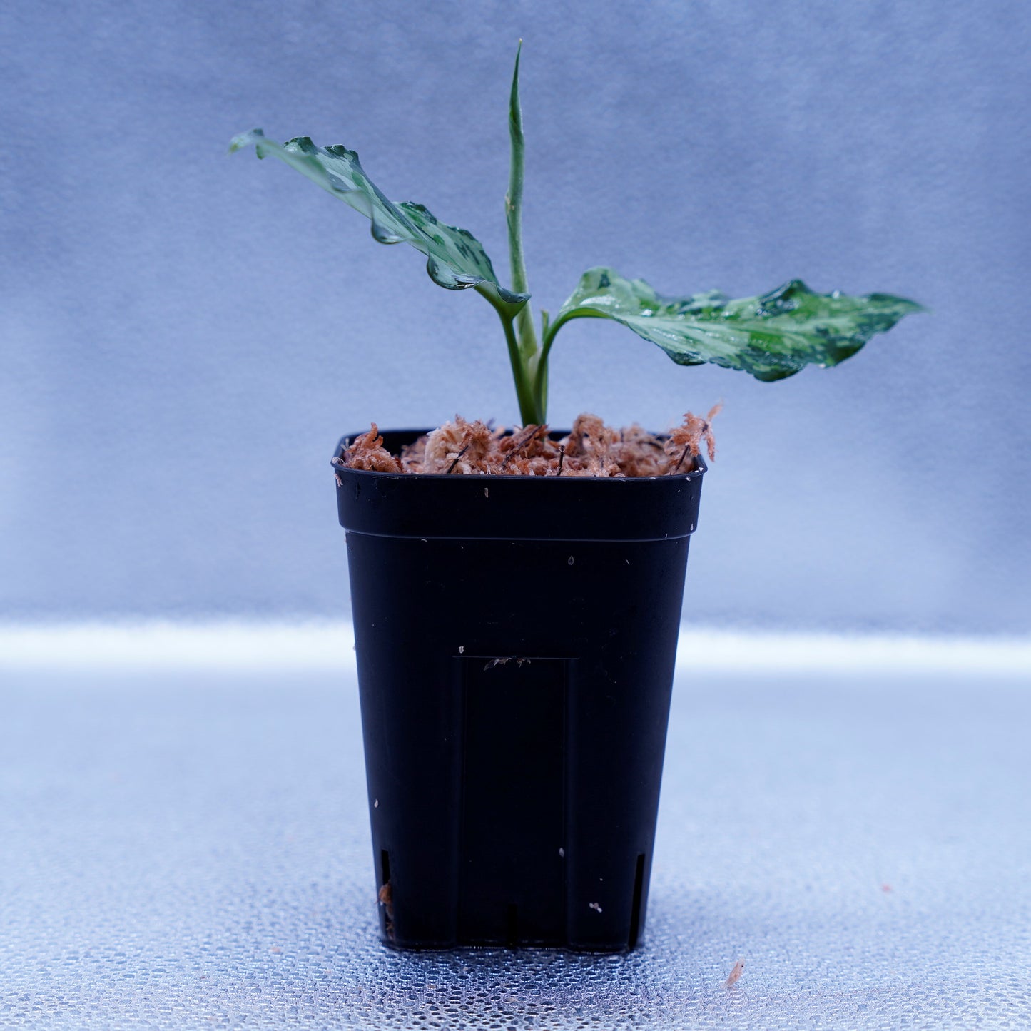 <TZ便>Aglaonema Pictum Aceh Tricolor【T-021019-b-4】