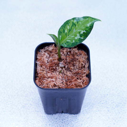 <出射便>Aglaonema Pictum Tricolor “Andaman” Port Blair