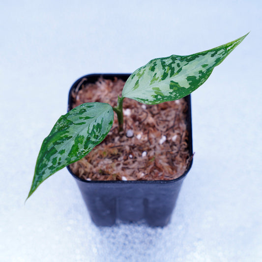 <TZ便>Aglaonema Pictum Tricolor 【T-291218-b-Y産地】