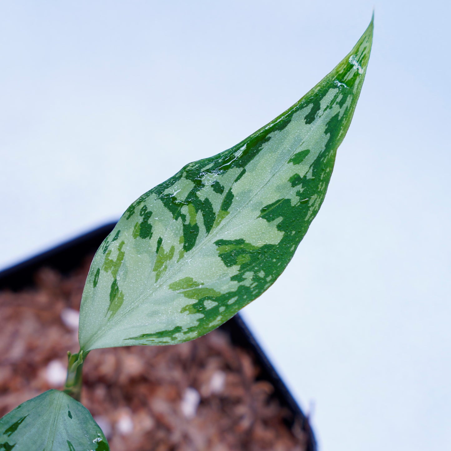 <TZ便>Aglaonema Pictum Tricolor 【T-291218-b-Y産地】