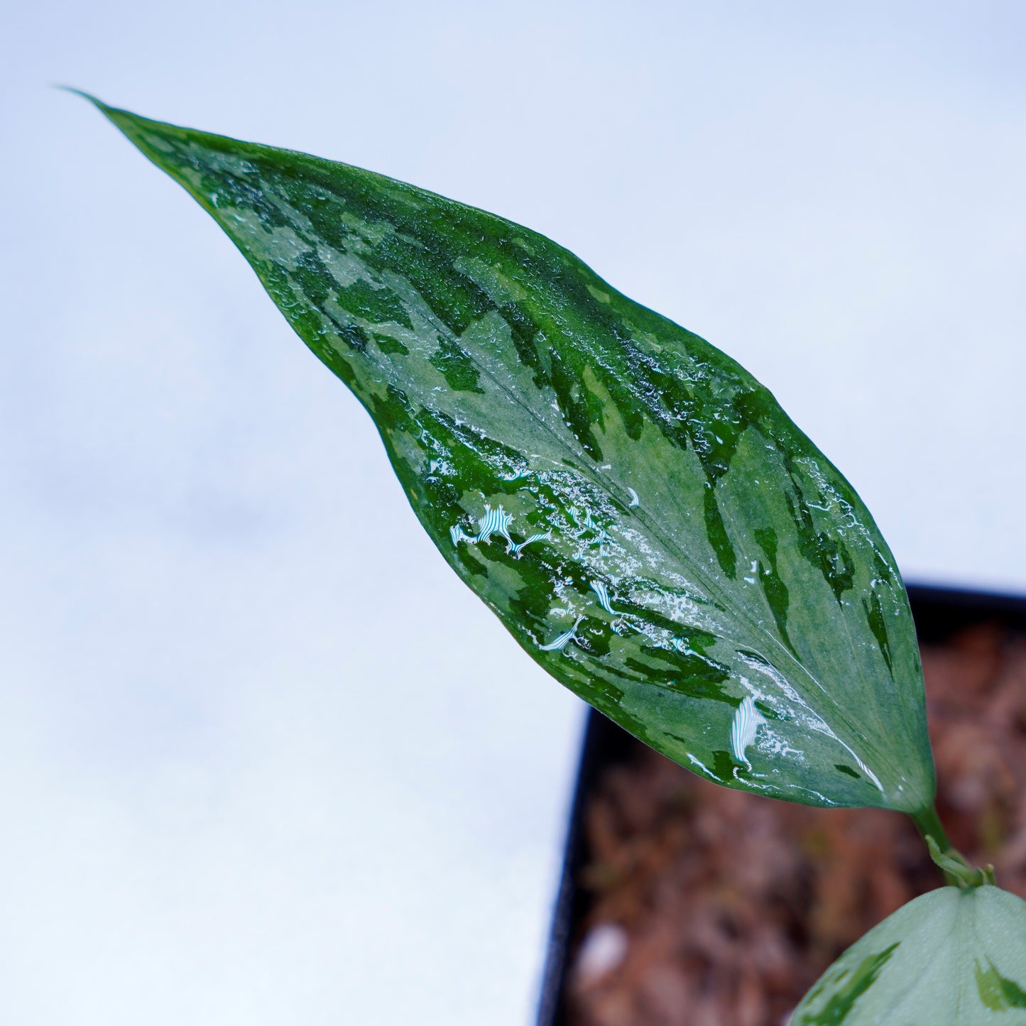 <TZ便>Aglaonema Pictum Tricolor 【T-291218-b-Y産地】
