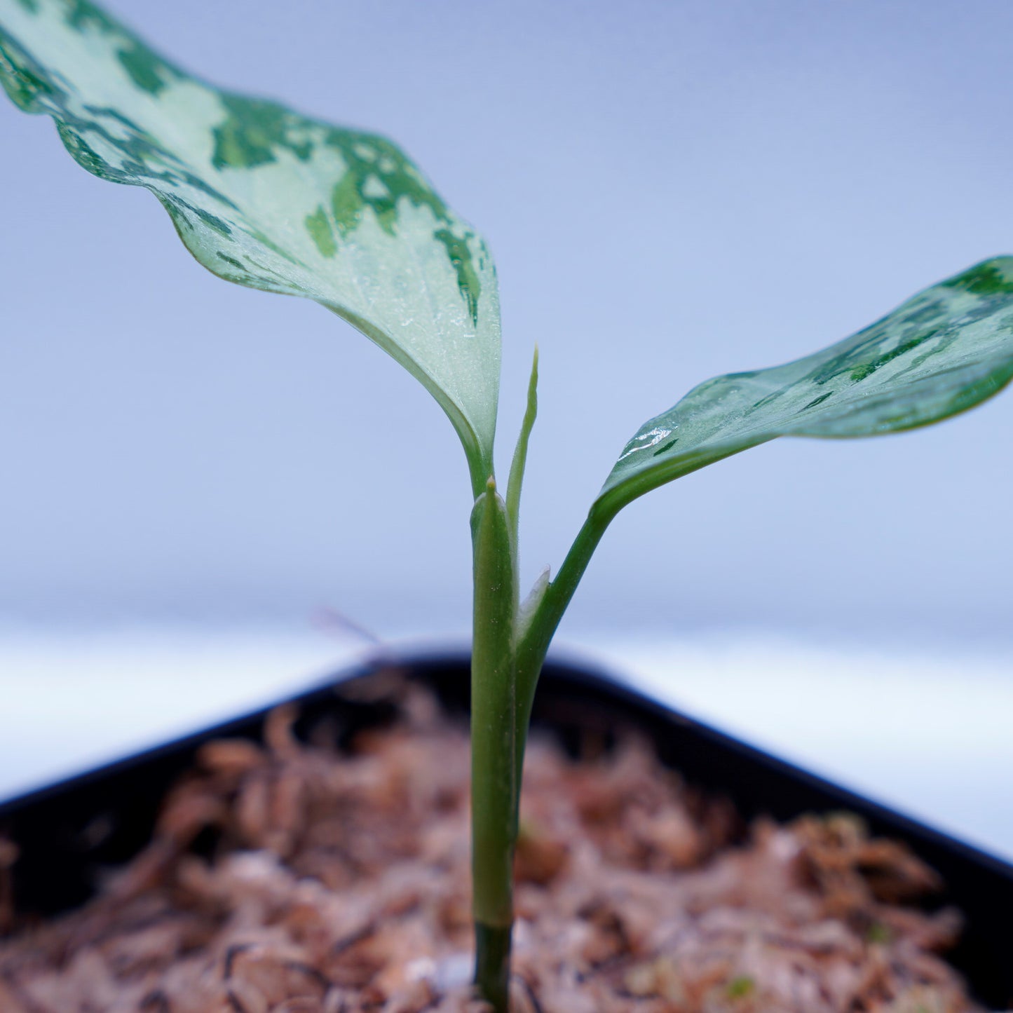 <TZ便>Aglaonema Pictum Tricolor 【T-291218-b-Y産地】