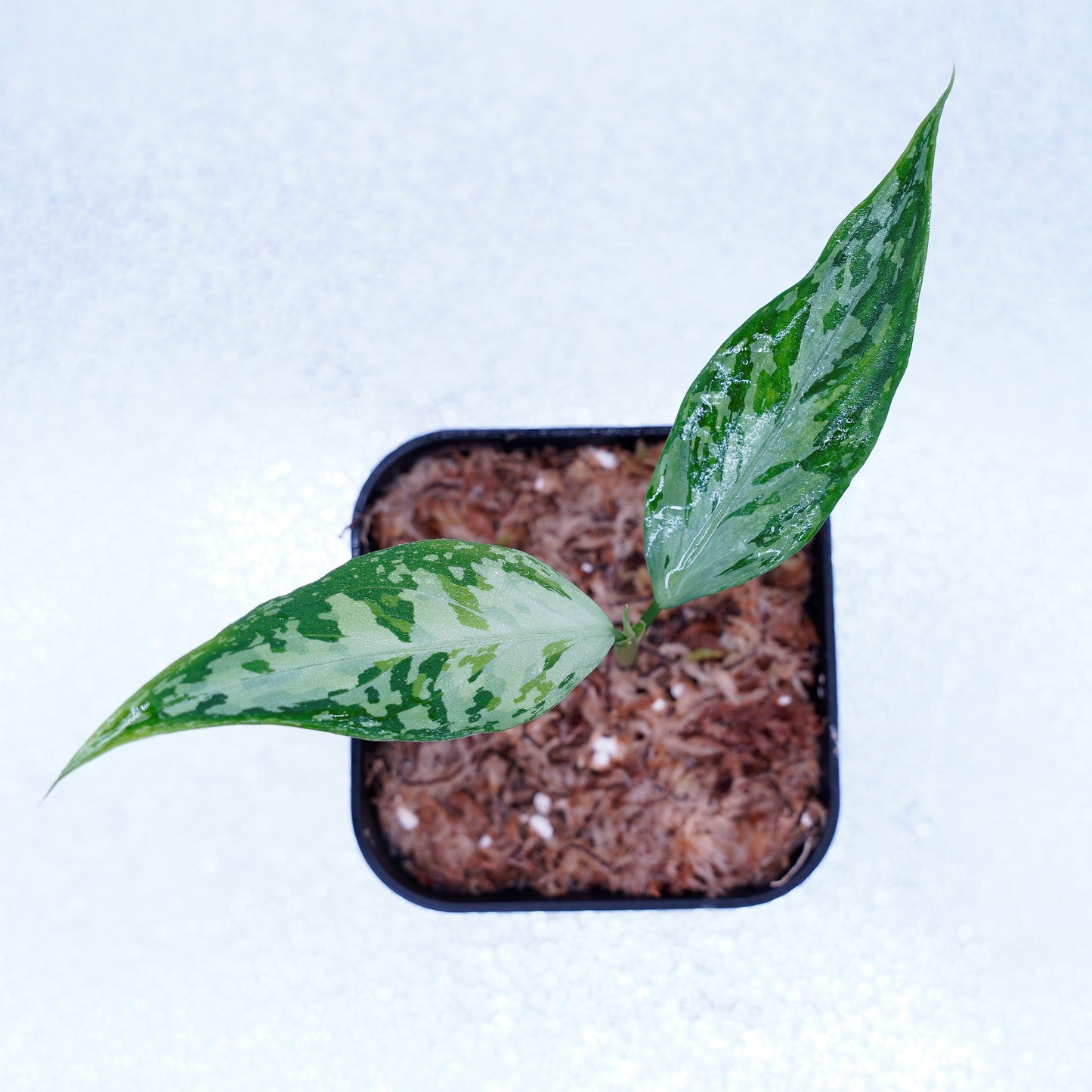 <TZ便>Aglaonema Pictum Tricolor 【T-291218-b-Y産地】