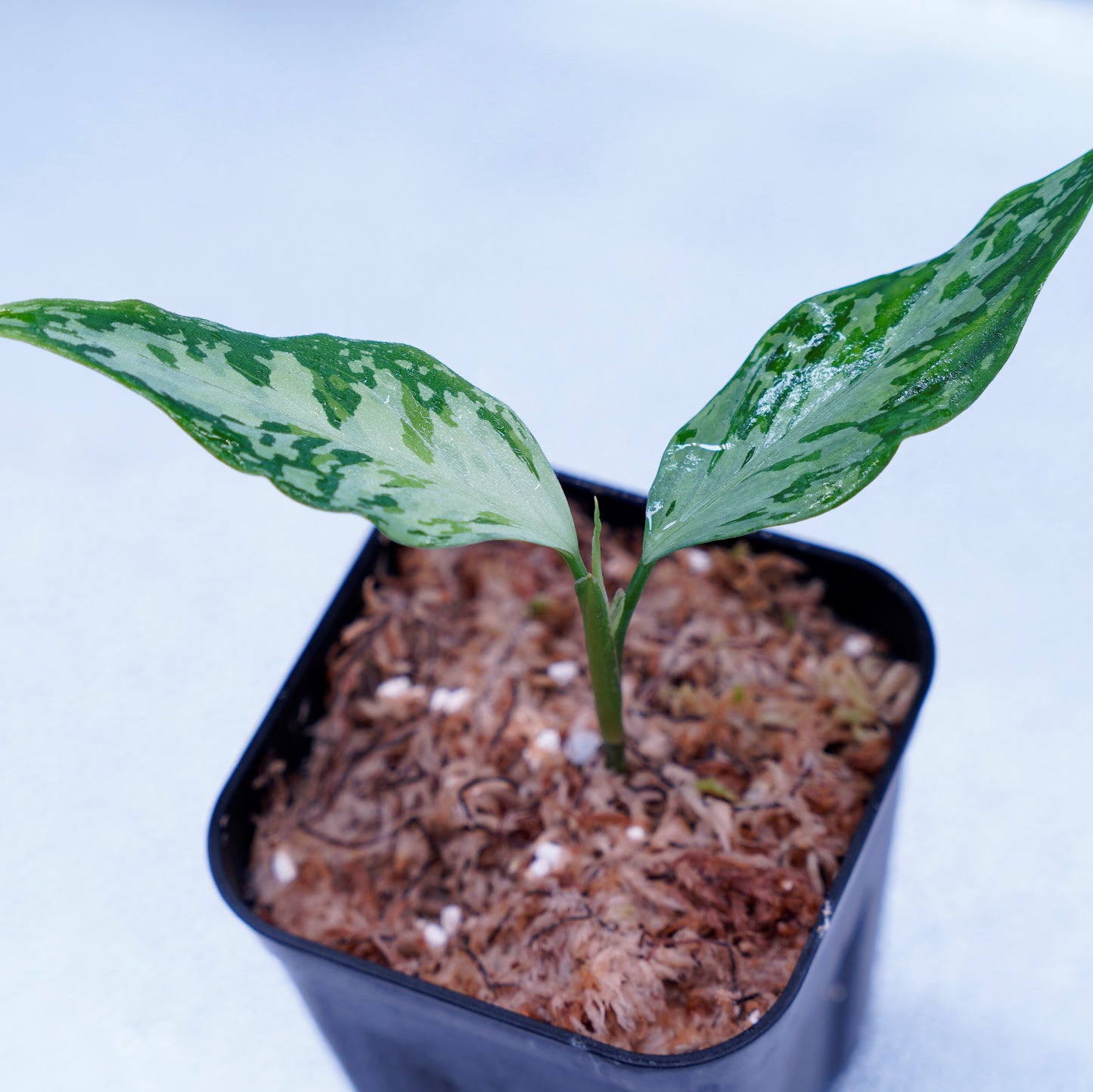 <TZ便>Aglaonema Pictum Tricolor 【T-291218-b-Y産地】