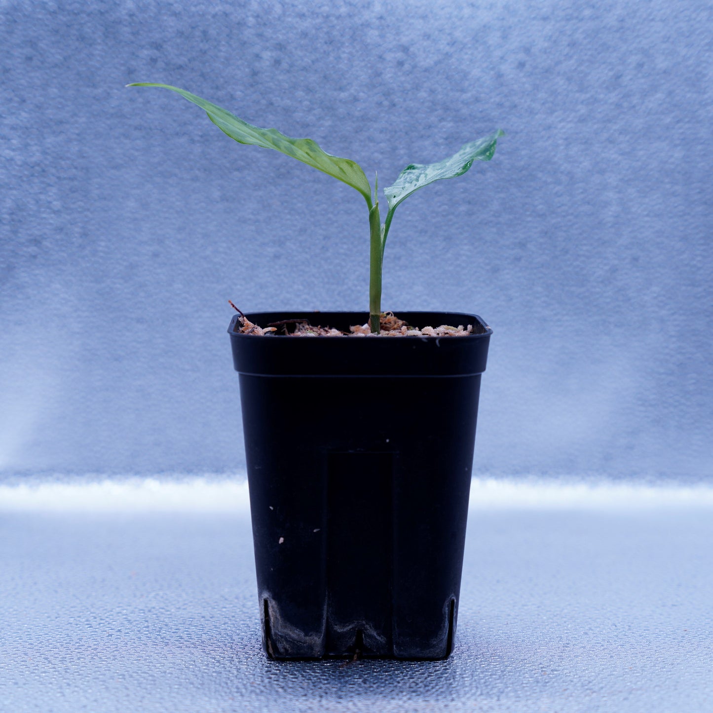 <TZ便>Aglaonema Pictum Tricolor 【T-291218-b-Y産地】