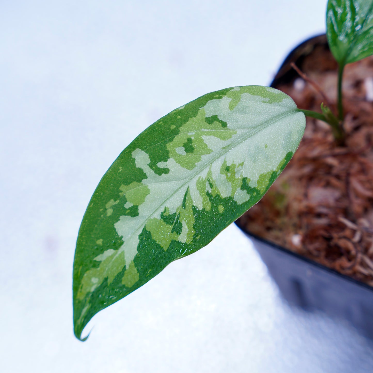 <LA便>Aglaonema Pictum Aceh Tricolor【LA1218-03b】