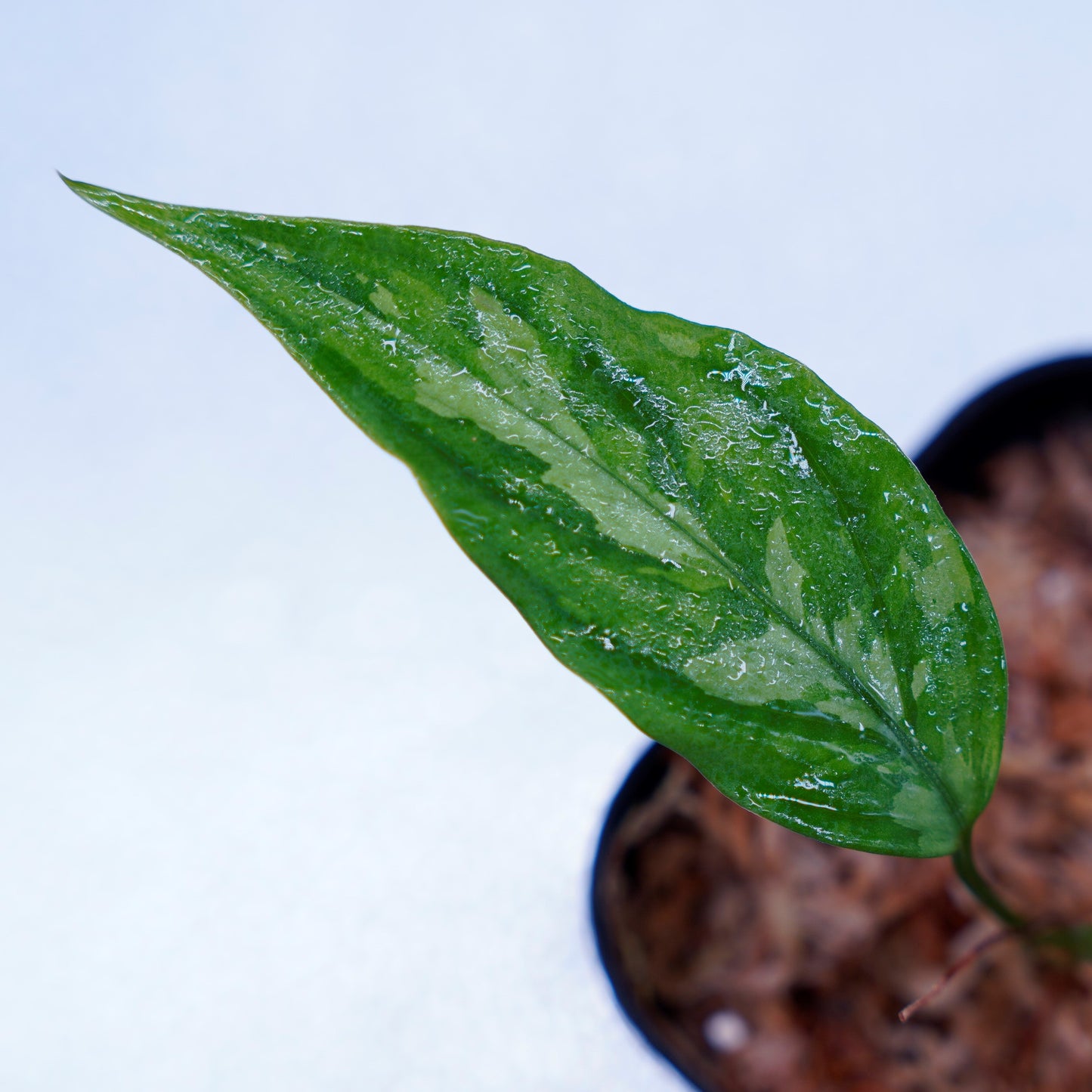 <LA便>Aglaonema Pictum Aceh Tricolor【LA1218-03b】