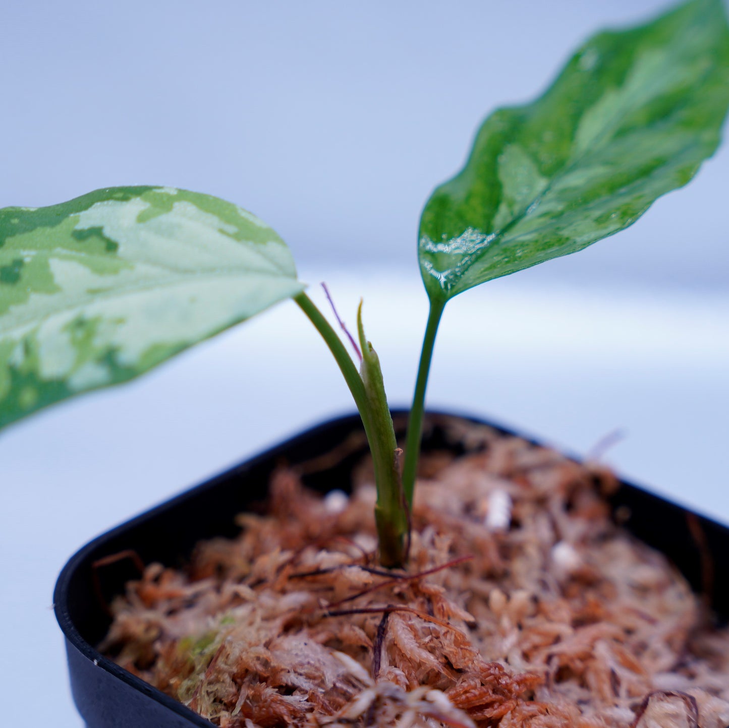 <LA便>Aglaonema Pictum Aceh Tricolor【LA1218-03b】