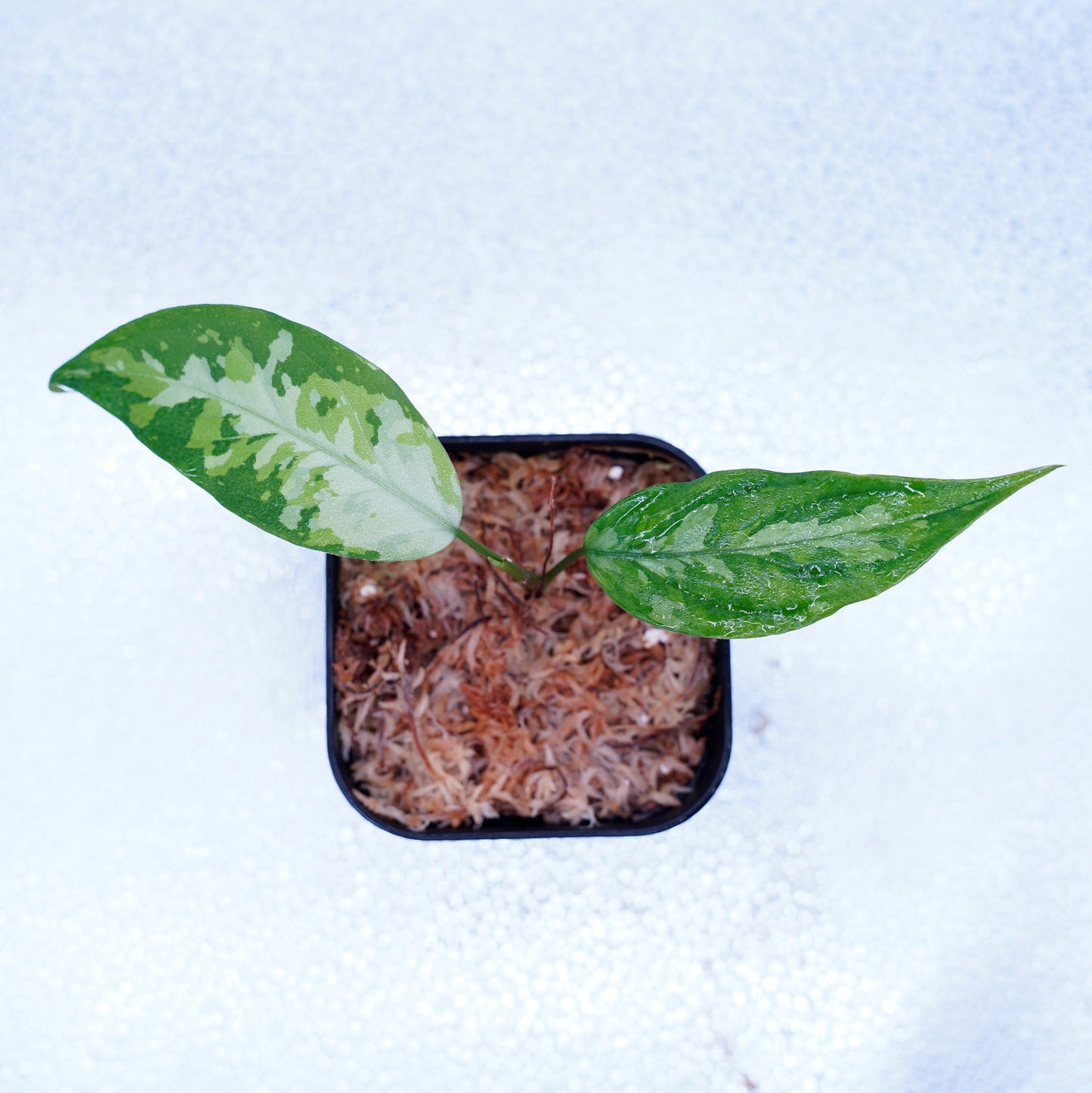 <LA便>Aglaonema Pictum Aceh Tricolor【LA1218-03b】