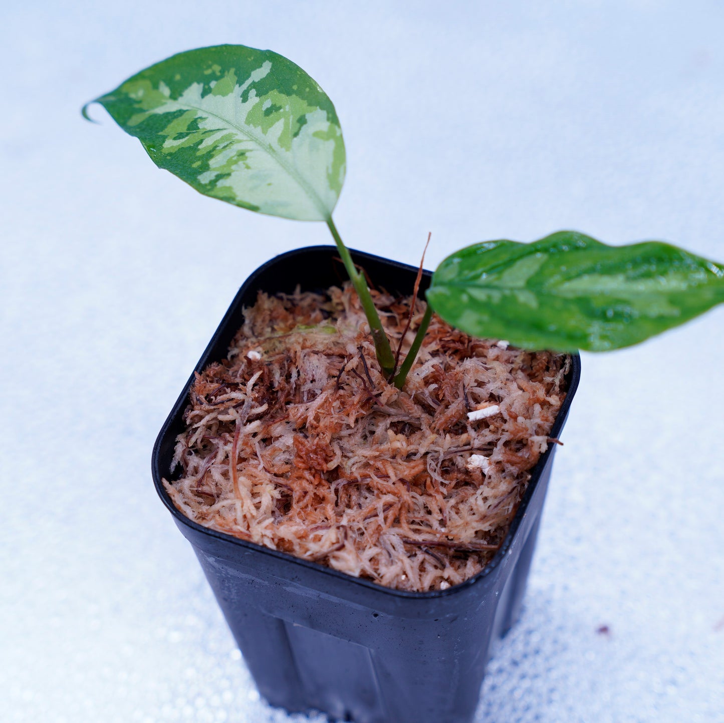 <LA便>Aglaonema Pictum Aceh Tricolor【LA1218-03b】